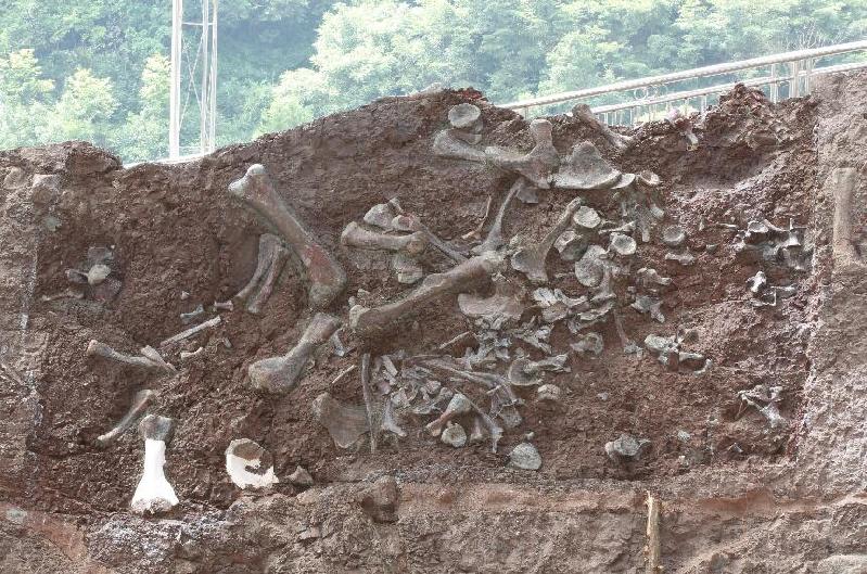 “侏羅紀(jì)公園”即將問(wèn)世？重慶見(jiàn)證我國(guó)新的“恐龍動(dòng)物群” 產(chǎn)生